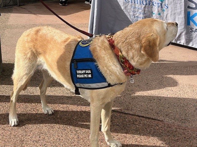 Gail the herapy Dog